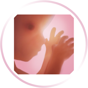 Embarazo + | app de seguimiento semanal en 3D
